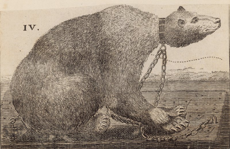 White Bear kiállítva Mr Bodysban, Mulberry Gardenben alkotó: English School