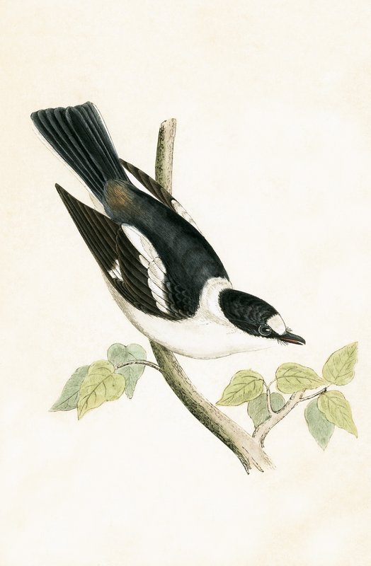 Fehérgalléros légykapó, illusztrációja Charles Robert Bree (1811-86) „A Brit-szigeteken nem megfigyelt európai madarak története” című művéből, 1867. alkotó: English School