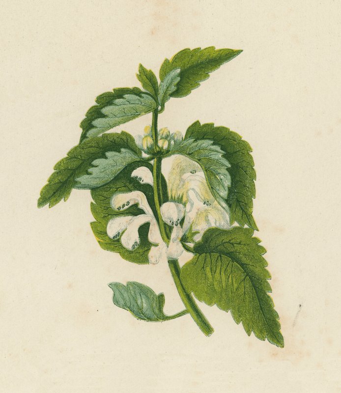 Fehér holt csalán, Lamium Album (színes litográfia) alkotó: English School