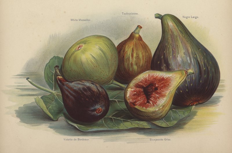 Fehér Marseille, tunéziai, Schwarze Largo, Violette de Bordeaux, Bourjassotte Grise alkotó: English School