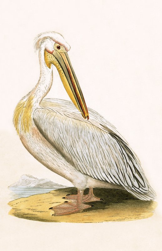 Fehér Pelikán, Charles Robert Bree (1811-86) „A Brit-szigeteken nem megfigyelt európai madarak története” című illusztrációja, 1867. alkotó: English School