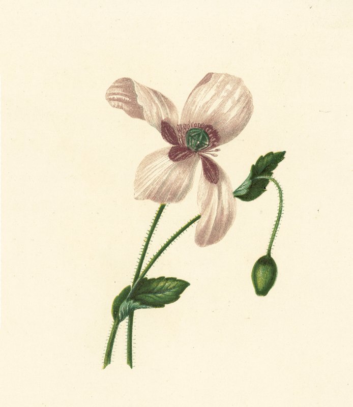 Fehér mák, Papaver Somniferum (színes litográfia) alkotó: English School