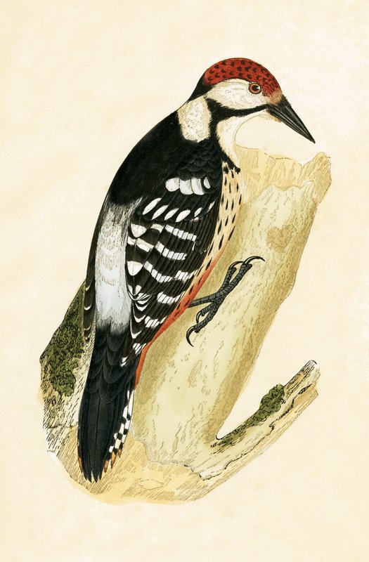 White Rumped Woodpecker, illusztrációja Charles Robert Bree (1811-86) „A Brit-szigeteken nem megfigyelt európai madarak története” című könyvéből, 1867-ben megjelent alkotó: English School