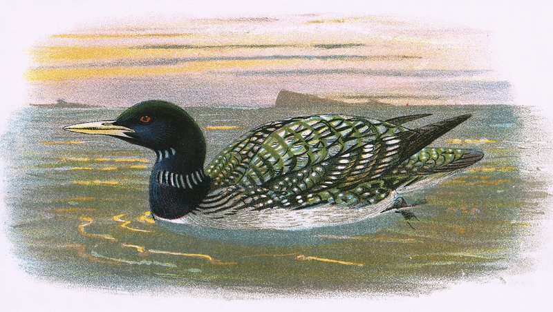 White billed Diver alkotó: English School