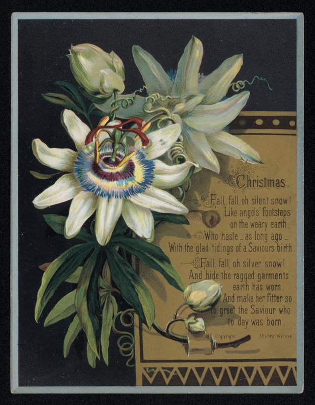 Fehér golgotavirág, karácsonyi üdvözlőlap. (chromolitho) alkotó: English School