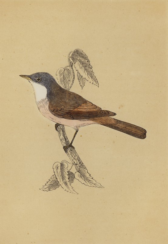 Whitethroat (színes litó) alkotó: English School