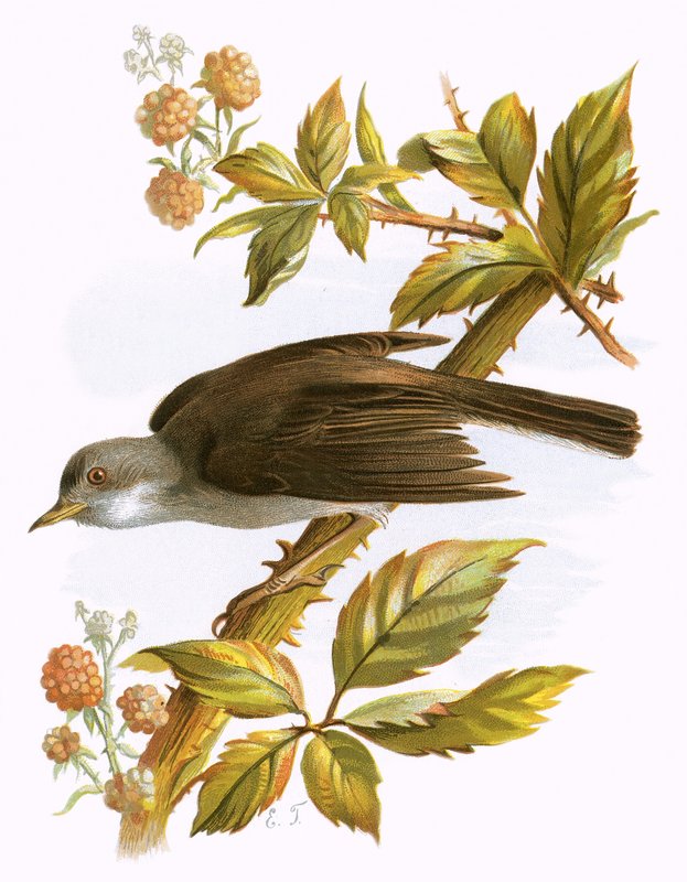 Whitethroat alkotó: English School