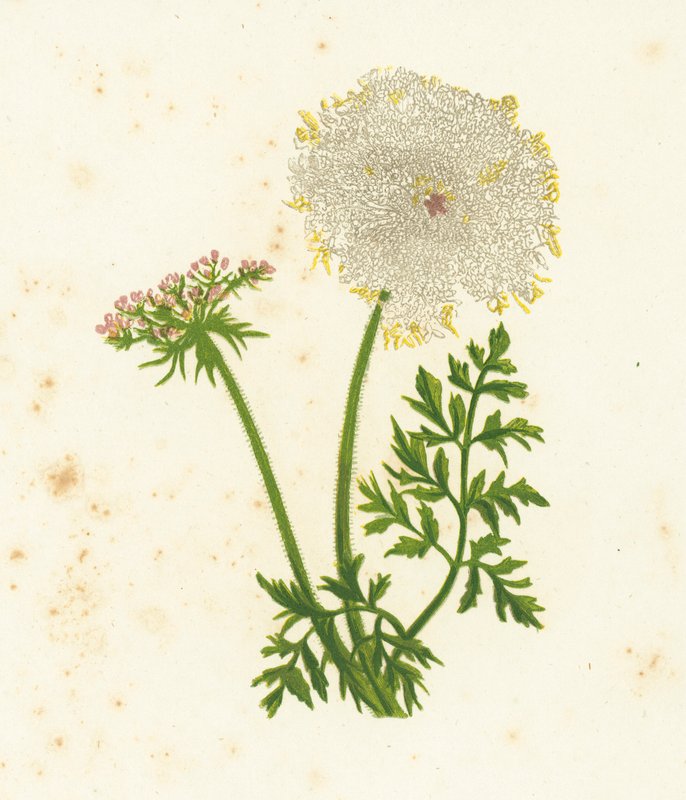 Vadsárgarépa, Daucus Carota alkotó: English School