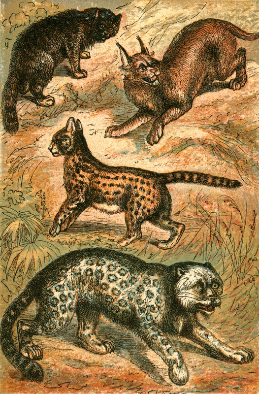 Vadmacska, Serval, Uncia és Caracal alkotó: English School