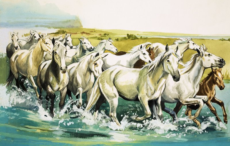 A Camargue vadlovai, 1971 alkotó: English School