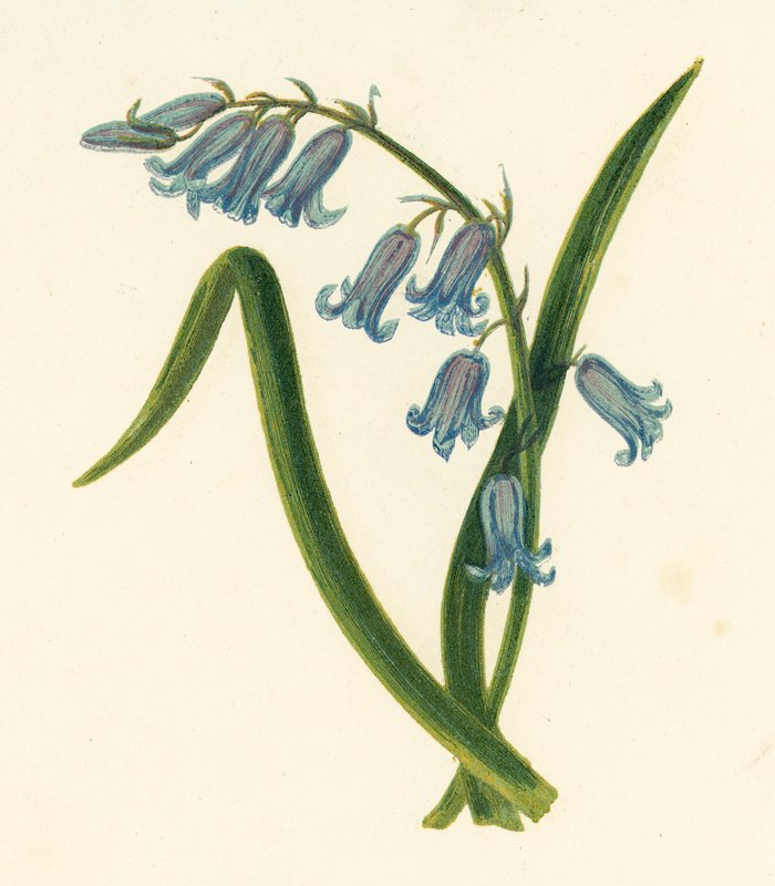 Vad jácint, nem írott jácint (színes litho) alkotó: English School