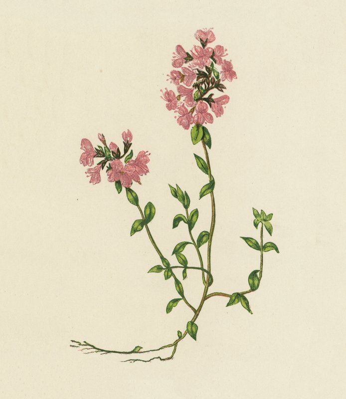 Vad kakukkfű, Thymus Serpyllum (színes litográfia) alkotó: English School
