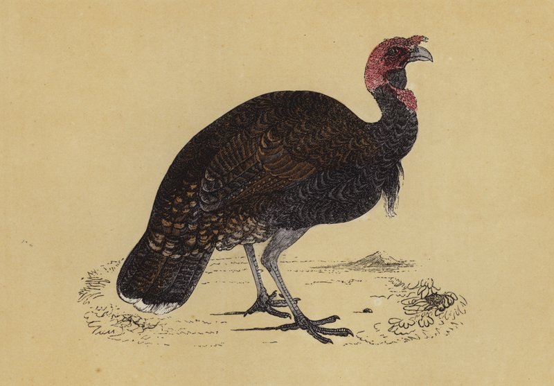 Wild Turkey (színes litográfia) alkotó: English School