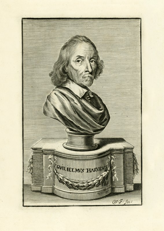 William Harvey alkotó: English School