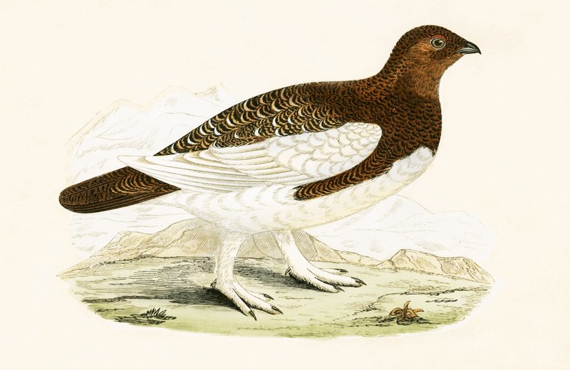 Willow Grouse, Charles Robert Bree (1811-86) „A British-szigeteken nem megfigyelt európai madarak története” című illusztrációja, 1867-ben megjelent (színes litó) alkotó: English School