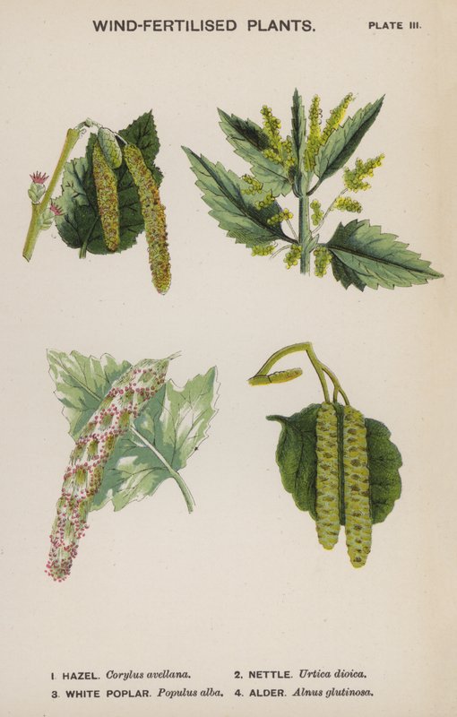 Széltrágyázott növények (színes litho) alkotó: English School