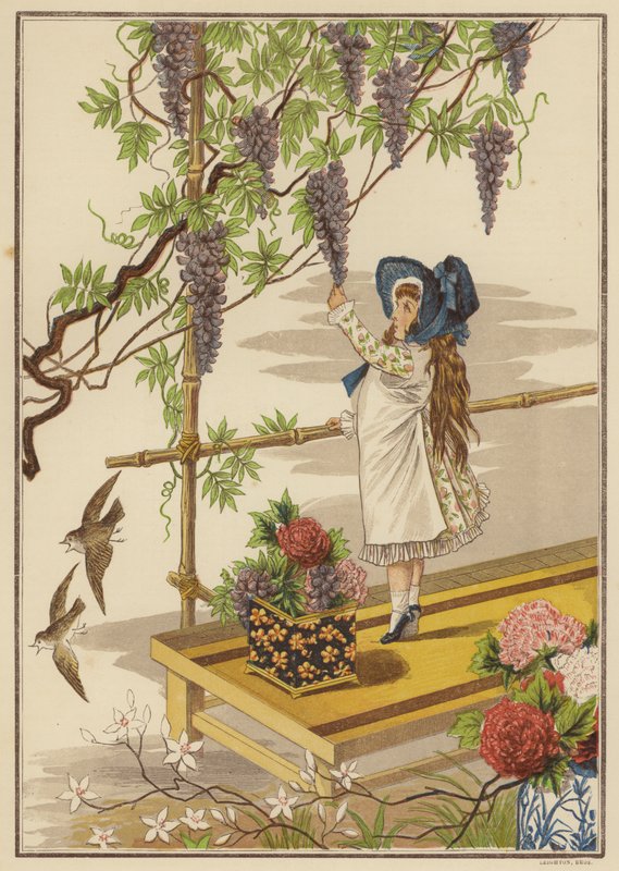 Wisteria (színes litó) alkotó: English School