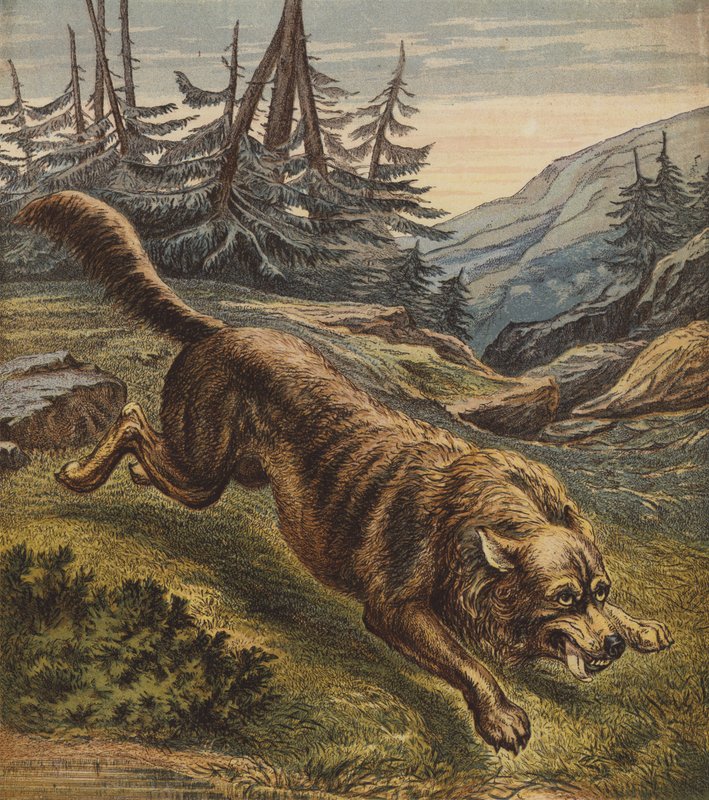 Farkas (színes litográfia) alkotó: English School