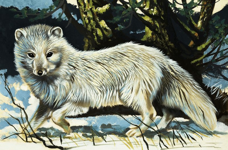 Wolf alkotó: English School