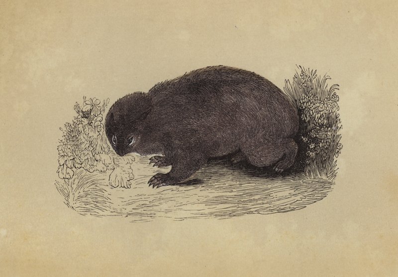 Wombat (színes litográfia) alkotó: English School