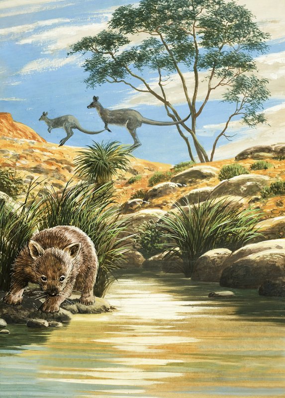 Wombat és Kenguruk alkotó: English School