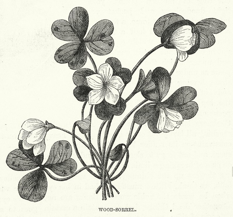 Wood-Sorrel (metszet) alkotó: English School