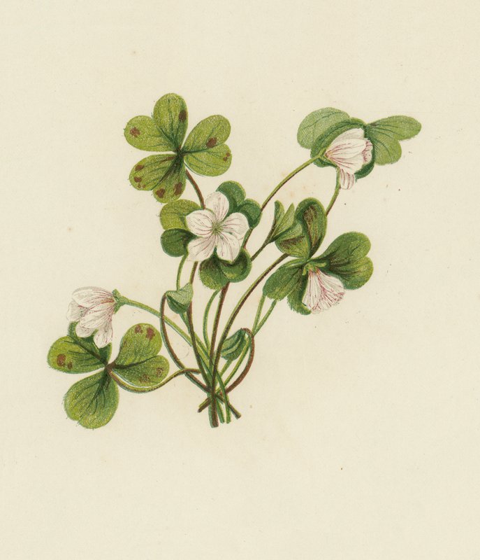 Fa-sóska, Oxalis Acetosella (színes litho) alkotó: English School