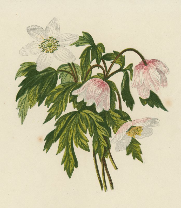 Erdei nőszirom, Anemone Nemorosa (színes litográfia) alkotó: English School