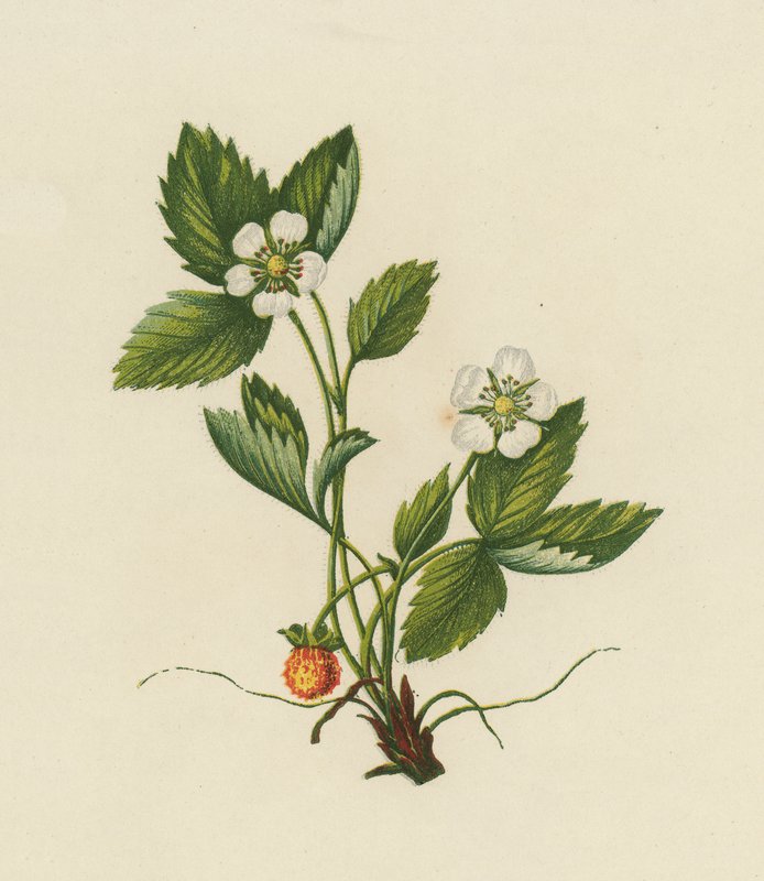 Fa eper, Fragaria Vesca (színes litho) alkotó: English School
