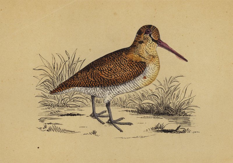 Woodcock (színes litográfia) alkotó: English School