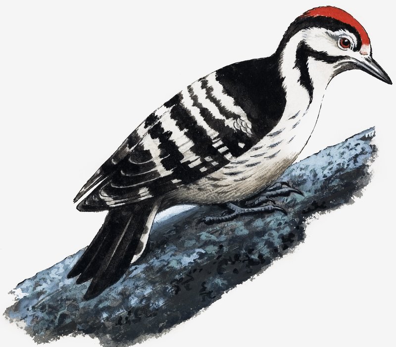 Harkály (Downy Woodpecker) alkotó: English School