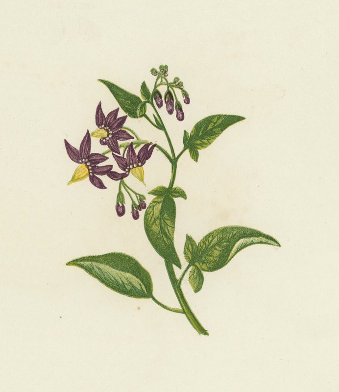 Woody Nightshade, vagy Bitter Sweet, Solanum Dulcamara (színes litho) alkotó: English School