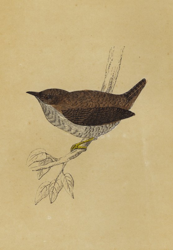 Wren (színes litográfia) alkotó: English School