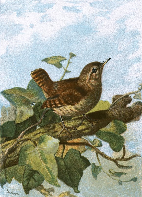 Wren alkotó: English School