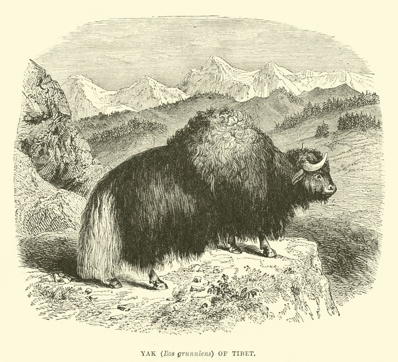 Jak (Bos grunniens) Tibetből alkotó: English School