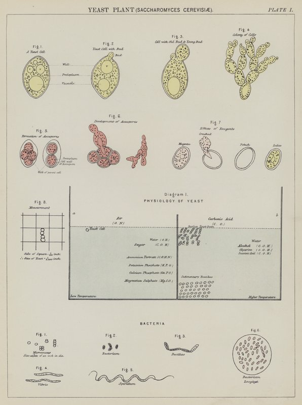 Élesztő növény, Saccharomyces Cerevisiae (színes litográfia) alkotó: English School