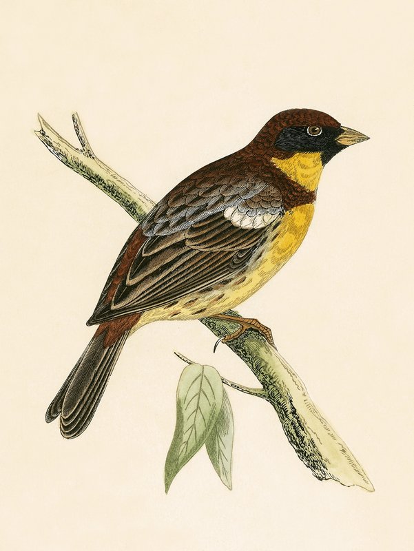 Sárgamellű sármány, illusztráció Charles Robert Bree (1811-86) „A Brit-szigeteken nem megfigyelt európai madarak története” című művéből, 1867-ben megjelent alkotó: English School
