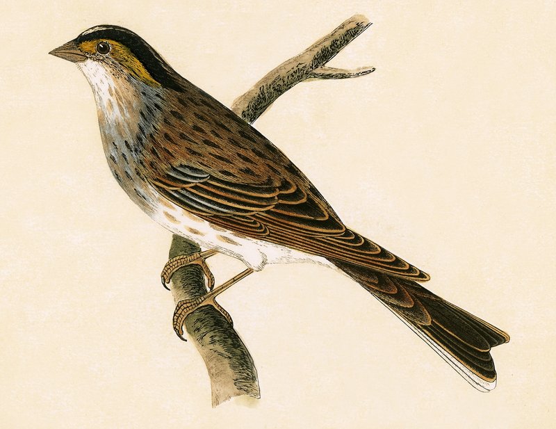 Sárga szemöldökú vöcsök, illusztráció Charles Robert Bree (1811-86) "A History of the Birds of Europe Not Observed in the British Isles" című, 1867-ben megjelent művéből. alkotó: English School