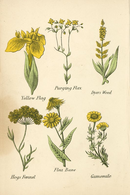 Sárga zászló, tisztító len, festőfű, sertés édeskömény, bolhacsípés, kamilla (színes litográfia) alkotó: English School