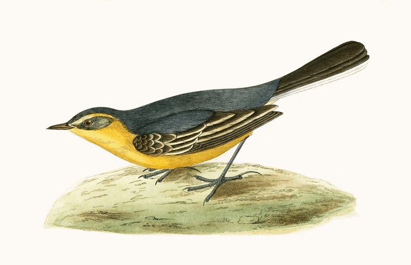 Yellow Headed Wagtail, illusztráció Charles Robert Bree (1811-86) „A British-szigeteken nem megfigyelt európai madarak története” című művéből, 1867-ben megjelent alkotó: English School