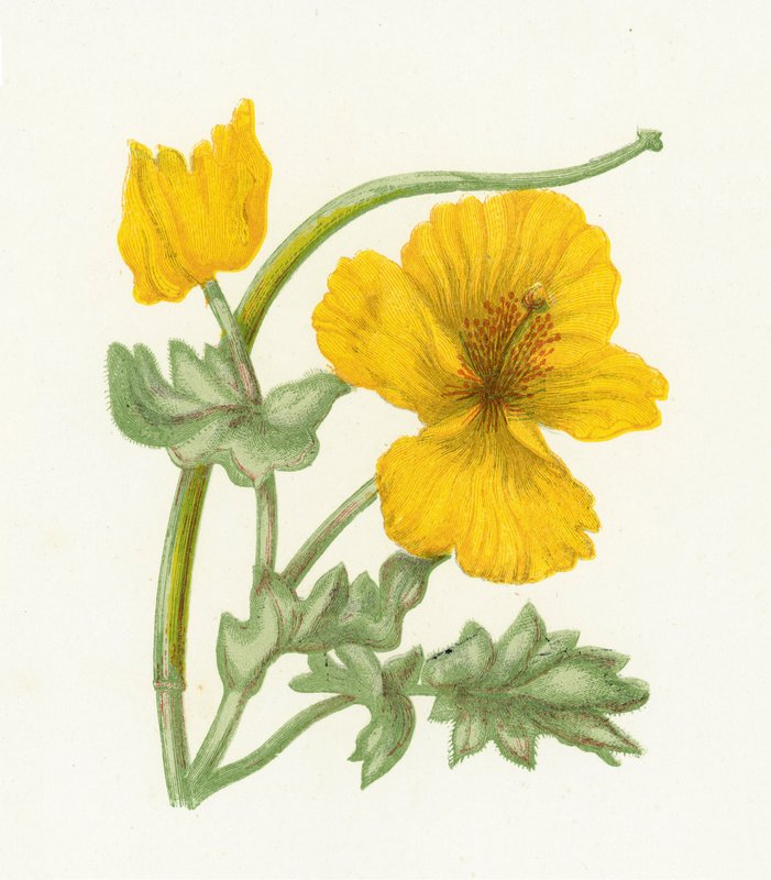 Sárga szarvú mák, Glaucium Luteum alkotó: English School