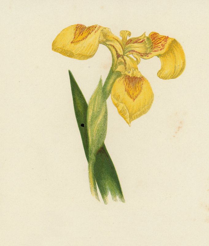 Sárga írisz, Iris Pseudacorus (színes litográfia) alkotó: English School