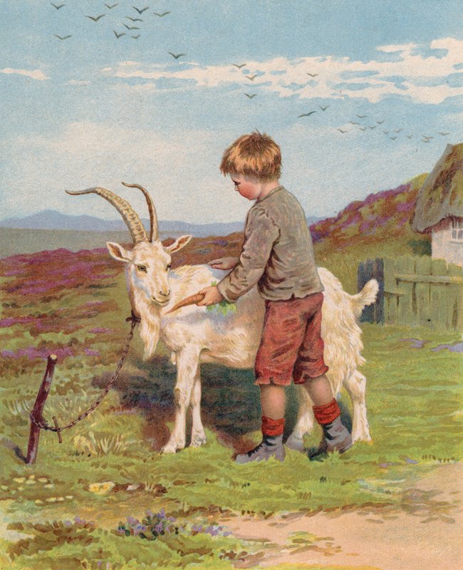 Fiatal fiú sárgarépát etet egy kecskével egy farmon (chromolitho) alkotó: English School
