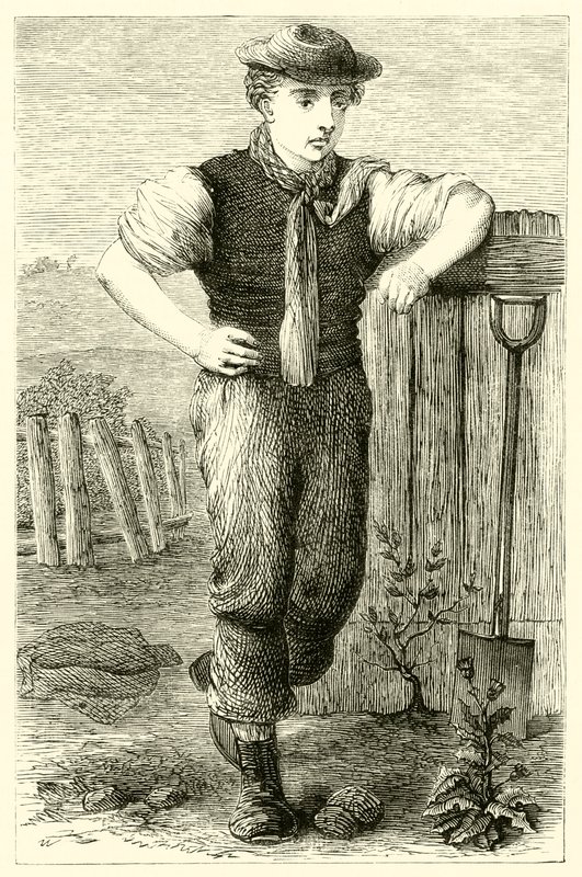 Fiatal kertész (metszet) alkotó: English School