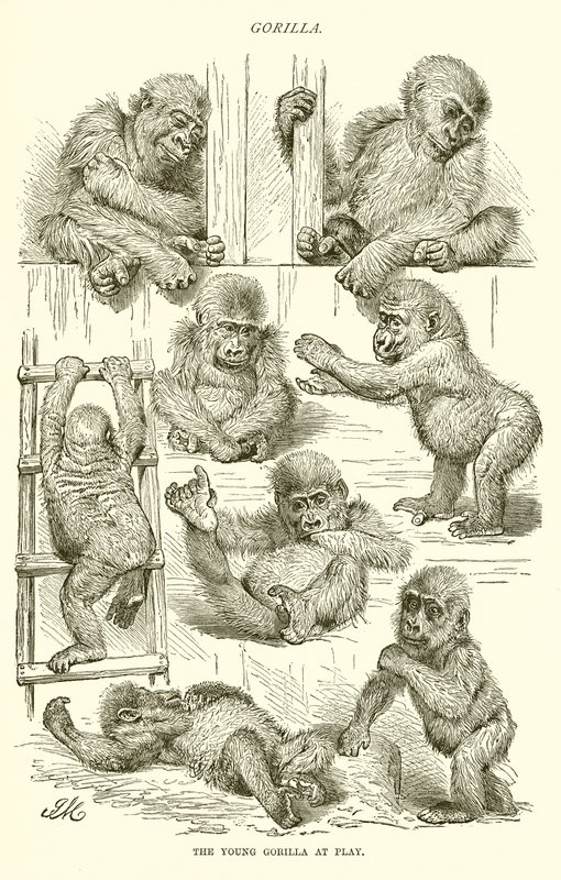 Fiatal gorilla játékban alkotó: English School