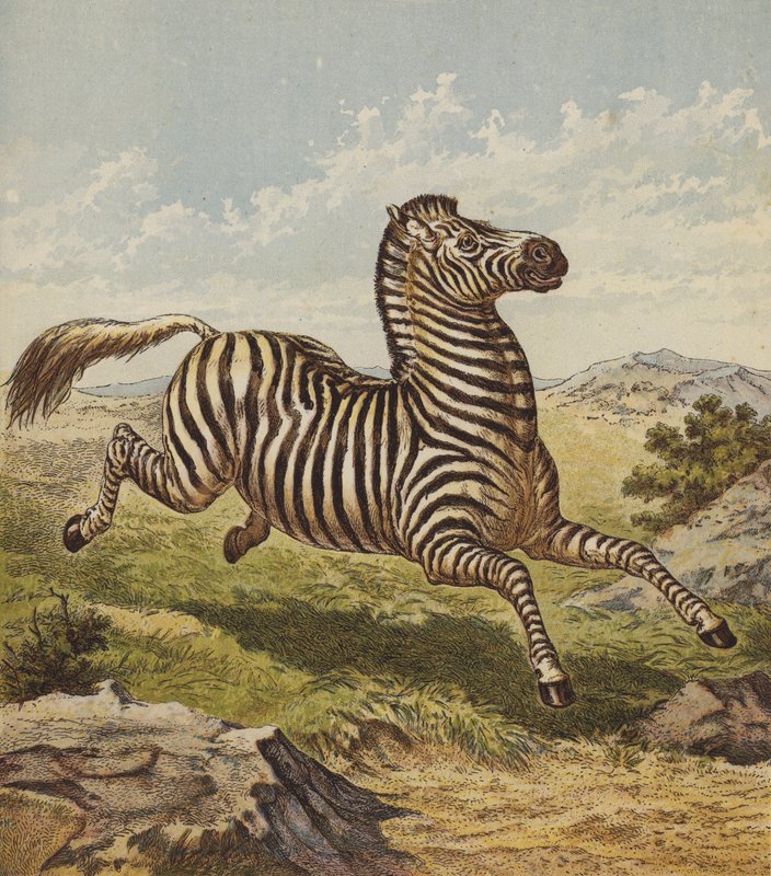 Zebra (színes litográfia) alkotó: English School