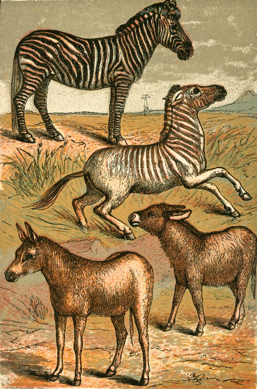 Zebra, vadszamár, quagga és közönséges szamár alkotó: English School