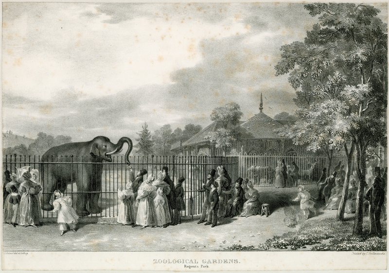 Állatkert, Regents Park alkotó: English School