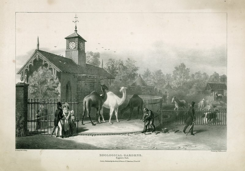 Állatkert, Regents Park alkotó: English School