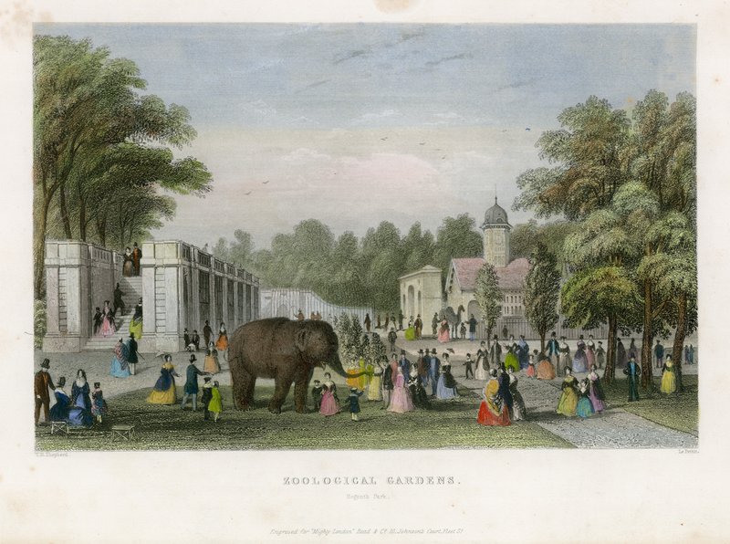 Állatkert, Regents Park alkotó: English School